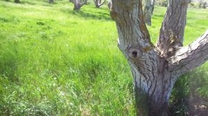 Обрезка грецкого ореха - путь к гибели. Часть 1.