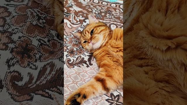 Котики устали, котики решили лечь отдохнуть. Спящие котики, милота. смотреть онлайн