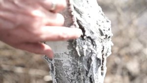 Уход за деревом весной ✔️ Морозобоины на  плодовых деревьев  ✔️ Советы От Garden zoo