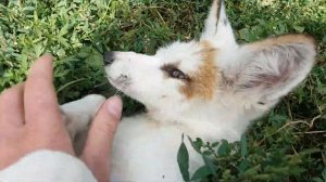 енотовидная собака и два лисьих подростка