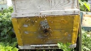 пчелы лапками чешут переднюю стенку улья и прилетную доску