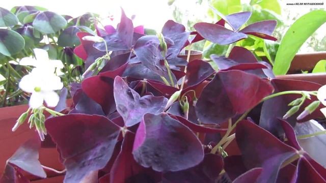 Кисличка за стеклом и на открытом воздухе. Оцените разницу... смотреть онлайн