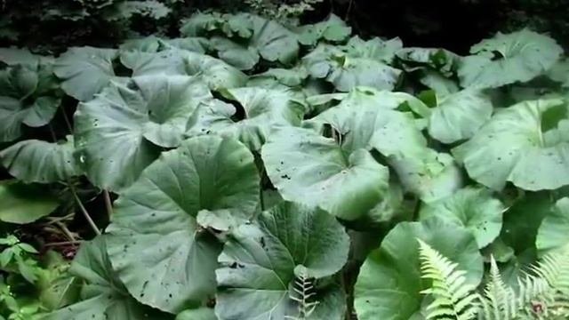 Растения для тенистых участков сада.  Выбираем лучшие!