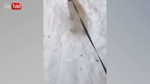 Лабрадор | Собака блоггер | Первая прогулка лабрадора