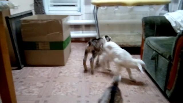 Новорожденные козлята. Первые дни жизни. смотреть онлайн