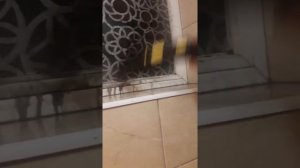 Пароочиститель против грибка