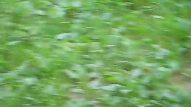 Терра бесится 35 месяца