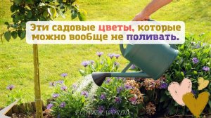 Эти садовые цветы, которые можно вообще не поливать.?