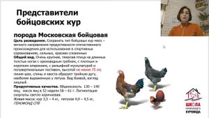 Декоративные, бойцовые и дворовые куры. Как выбрать породу. Школа куровода. Урок5.