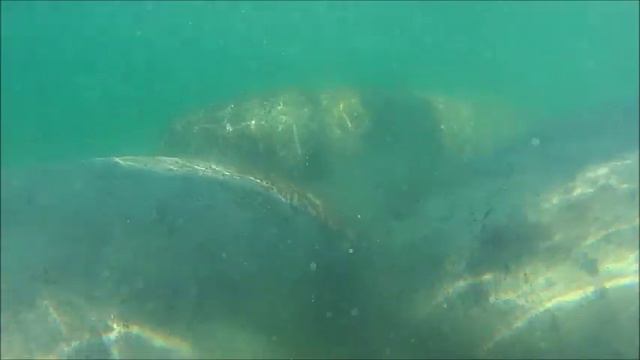 морские коровы