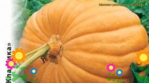 Тыква Титан (Тыква). Краткий обзор, описание характеристик, где купить семена cucurbita pepo