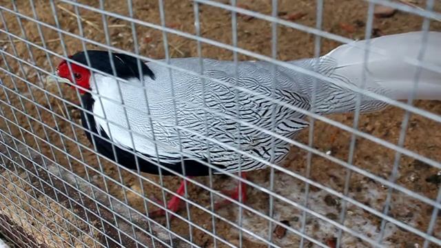 Как говорит фазан смотреть онлайн