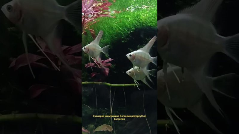 Скалярия жемчужина Болгарии pterophyllum bulgarian