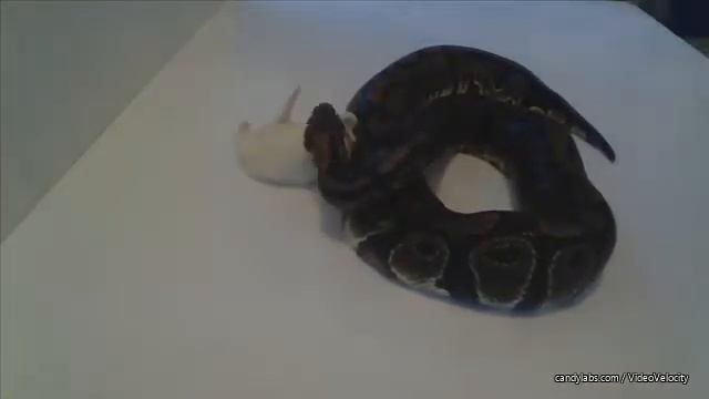 Питон королевский поедает крысу Python regius