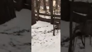 Натаска Русско-Европейской Лайки по барсуку.Украина