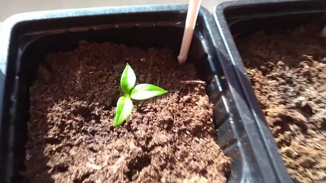 Проросток перца с тремя семядолями. смотреть онлайн