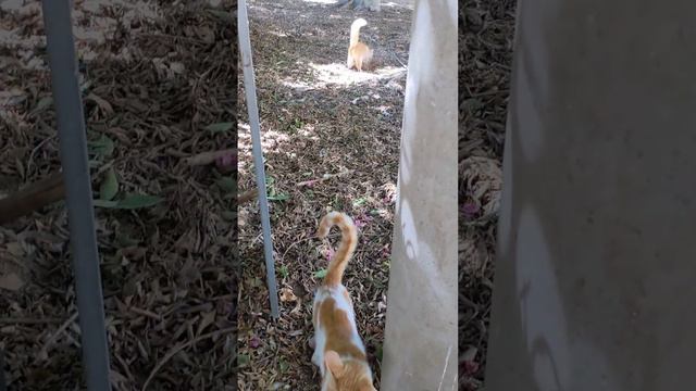 Рыжие котики гуляют и роют ямы 😸 Смешные коты 😻 Red cats walking and dig holes 😹 Funny cats 🐈 Meme