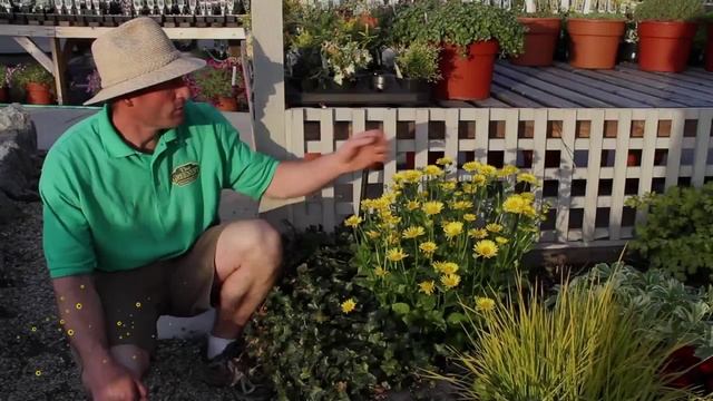 Spring Perennials Series: Euphorbia and Doronicum смотреть онлайн