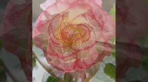 ГЛОКСИНИЯ МОЁ ОПЫЛЕНИЕ.GLOXINIA FLOWERS.ГЛОКСИНИИ ИЗ СЕМЯН.КОМНАТНЫЕ ЦВЕТЫ,КЛУБНЕВЫЕ