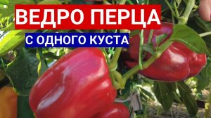 НЕ УПУСТИТЕ ПОСЕВ ПЕРЦА В МАРТЕ - КУБОВИДНЫЕ ГИГАНТЫ: КРУТЫЕ СОРТА И СЕМЕНА