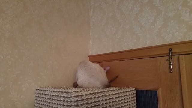 Новоселье в игровом комплексе для кошки построенный своими руками. смотреть онлайн