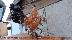 Алтайская Бентамка Суточные цыплята Поёт Петух Altai Bantam Chickens