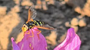 Пчела и Оса собирают нектар
