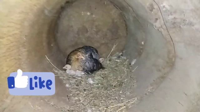 Как спит домашняя ПТИЦА! Как спят курицы и цыплята