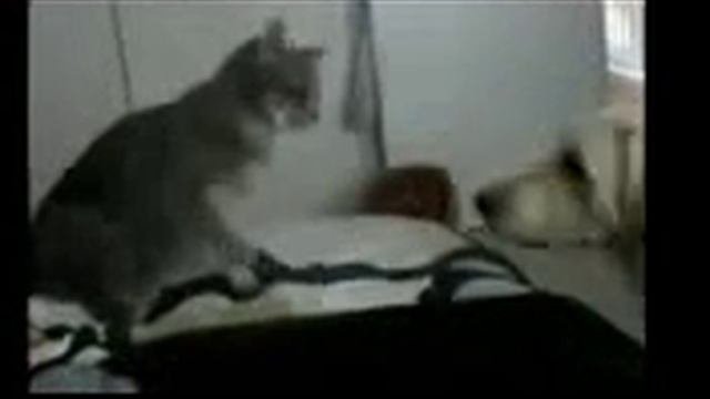 Приколы про кошек