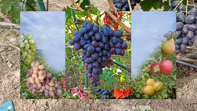 @Новый виноград Торнадо от Калугина В М Отзыв о винограде смотреть онлайн