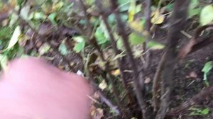 Осенний уход за черной смородиной