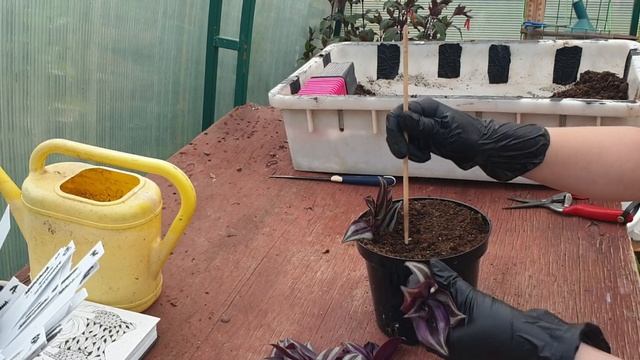 Обновление традесканции смотреть онлайн