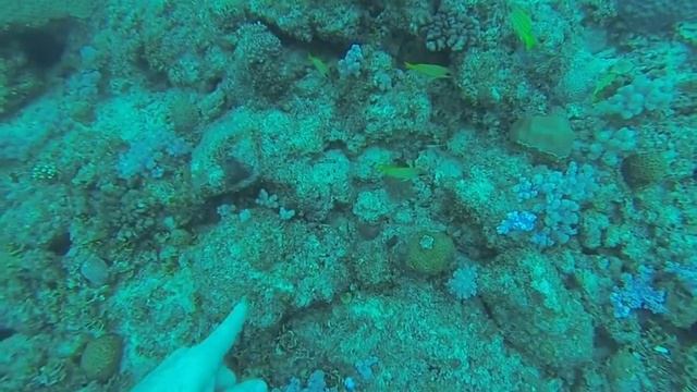 Diving Mauritius with Orca Diving
