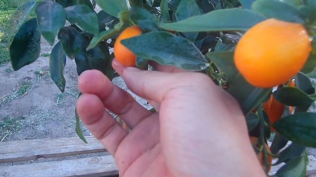 Кумкват / Цитрусовые на окне