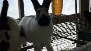 молодые самцы немецкого пестрого строкача на продажу