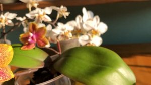 Mои дубли орхидей. Oдинаковые и разные. Cтюартианы и Сого Лоуренсы