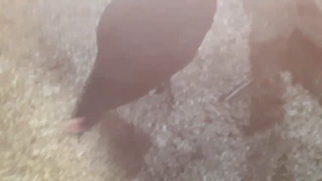 Порода Астралорп черно-пестрые???? смотреть онлайн