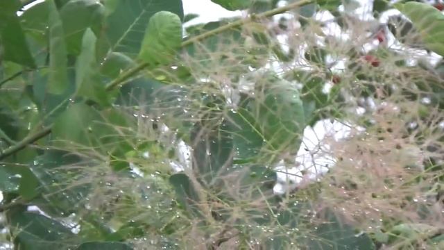 Дача Конец июня Обзор сада Урожай Вишня Черешня, Дельфиниум, Лаванда, Лилии смотреть онлайн