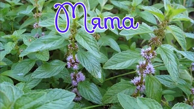 ЛЕКАРСТВЕННЫЕ РАСТЕНИЯ НА ДАЧЕ ФОТО+НАЗВАНИЕ смотреть онлайн