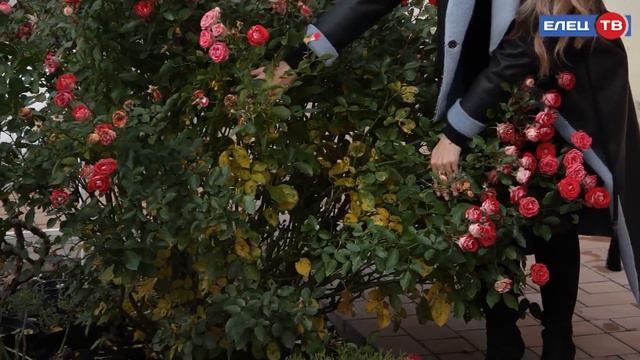 роза Шон Кобленцерин. смотреть онлайн