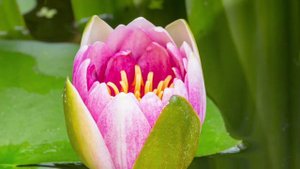 ПИТОМНИК ВОДНЫХ РАСТЕНИЙ КАМЫШИ