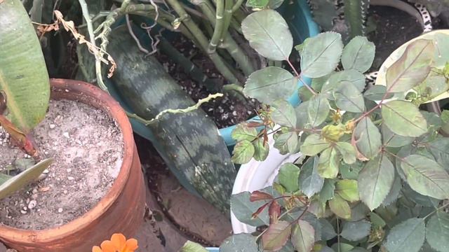 So many caladiums repotting😱🥰|Summer plants Update & planning |March end important garden work 🪴 смотреть онлайн