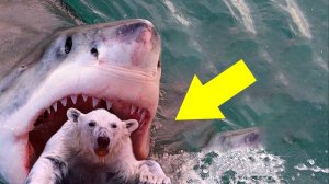 Странные Находки Внутри Животных / Слабонервным Не Смотреть!