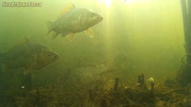 Что происходит под водой когда не клюёт ! смотреть онлайн