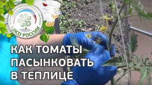 Как формировать томаты в теплице. Как пасынковать томаты.