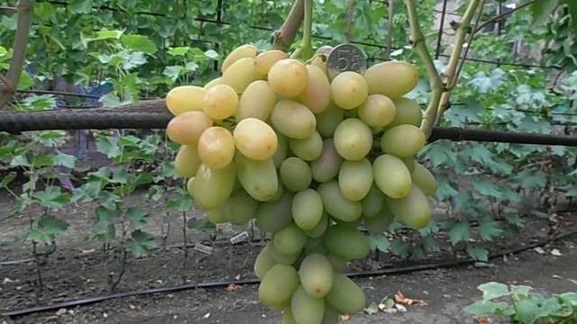 Виноград Николь