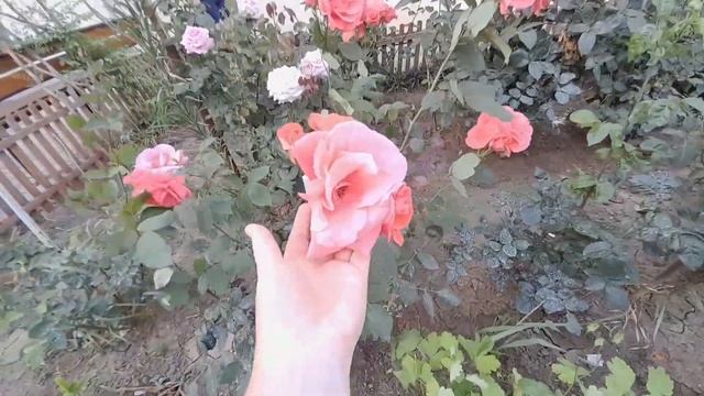 АНАПА ВЛОГ ?ПРОДАМ КВАРТИРУ? ГОРГИППИЯ СУПСЕХ ГАЙ-КОДЗОР @BELKA_NA_MORE смотреть онлайн