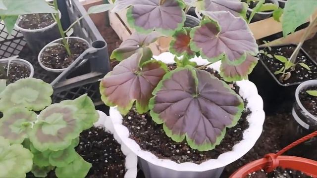 Пеларгония (герань). Результаты прищипывания и начало цветения. смотреть онлайн