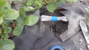 Быстрый ремонт капельной ленты или как соединить ленту между собой.