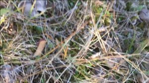 Рядовка Серая землистая , мышата  (Tricholoma terreum),отличные по качеству грибы!!!